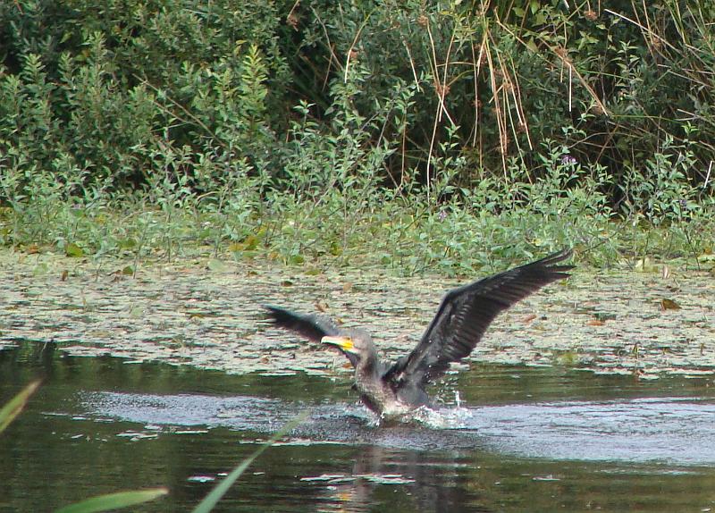 DSC01437.JPG - Ørnereservatet