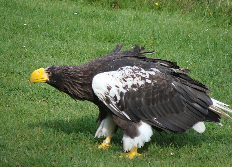 DSC01477.JPG - Ørnereservatet