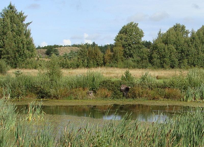 DSC01484.JPG - Ørnereservatet