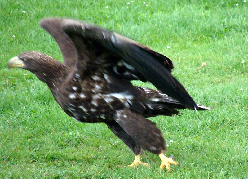 DSC01490.JPG - Ørnereservatet