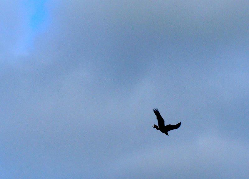 DSC01503.JPG - Ørnereservatet