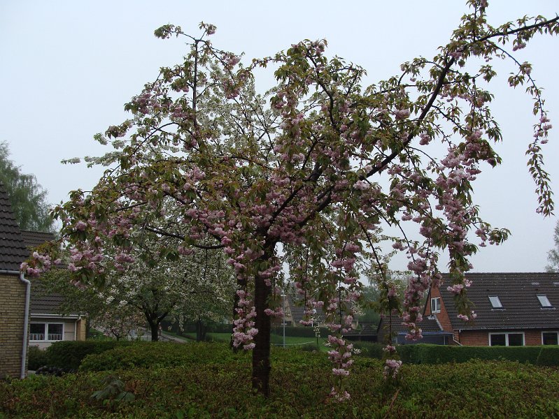 DSC02310.JPG