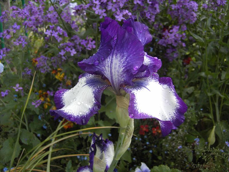PICT1619.JPG - Iris