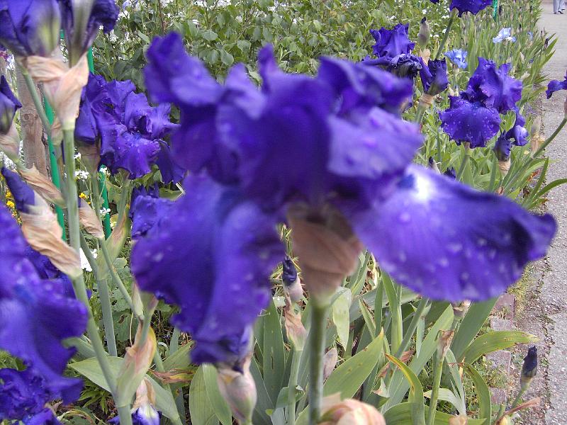 PICT1620.JPG - Iris