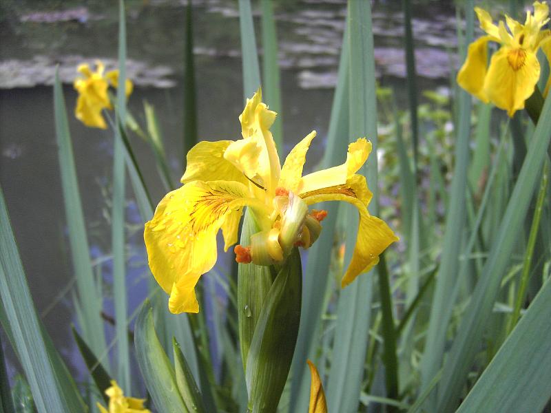 PICT1629.JPG - Iris